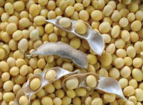 Soybeans 