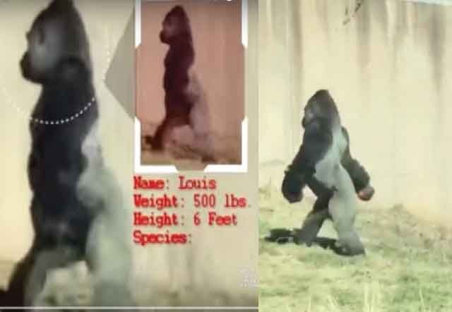 Hygiene-Conscious Gorilla Walks Around on 2 Legs Just to Keep Hands Clean