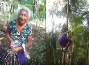 Incredible: Moment Where Granny Climbs A Very Big Palm Tree (Video)