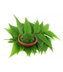 Neem Leaves