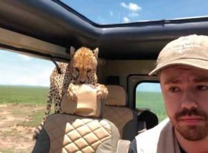 Tourist gets shock of life when cheetah climbs INSIDE jeep during safari (Video)