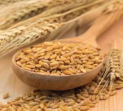 Wheat and Barley