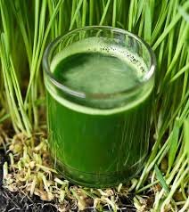Wheat grass