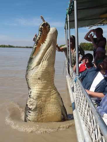 Big and Giant Crocodile