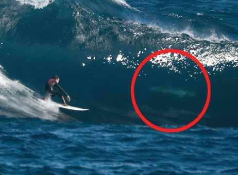 Great White Sharks Are Everywhere