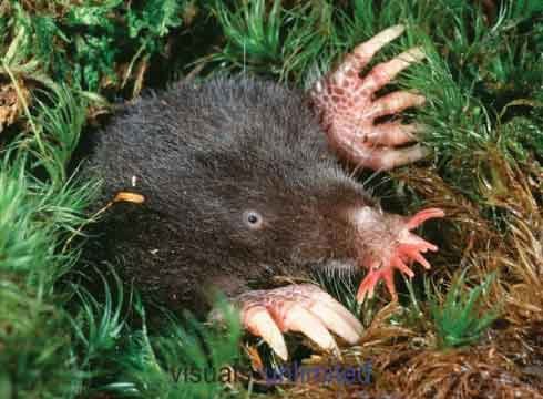 Star-nosed mole1
