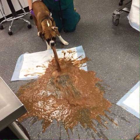 The Dog Who Lost Everything