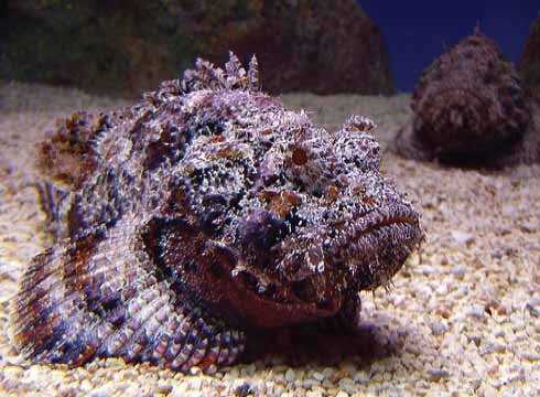 Reef Stonefish 