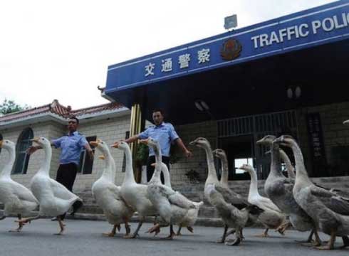 geese are used as police animals instead of dogs