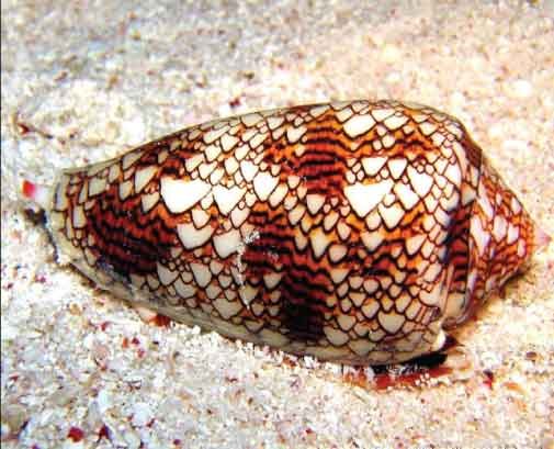 cone snail