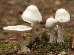 Mushrooms 