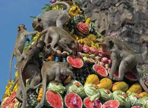 Monkey Buffet Festival - Serve buffet to monkeys in Bangkok