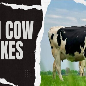 111 Funny Cow Jokes 111-Funny-Cow-Jokes